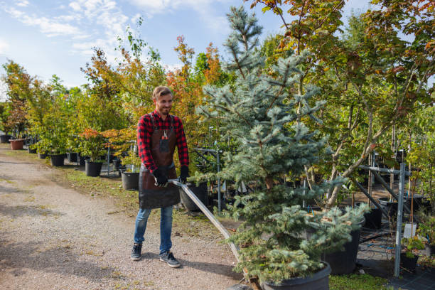 Best Stump Grinding and Removal  in Prescott, WI